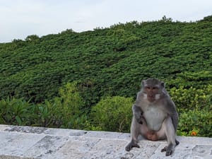 Don't trust the monkey